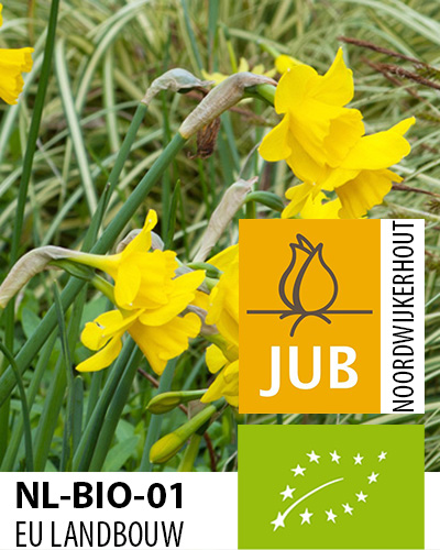 Narcis BIO botanický Quail 12/14, 100 ks